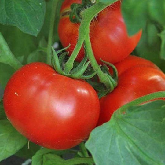 Seminte de legume Rosii Montecarlo F1