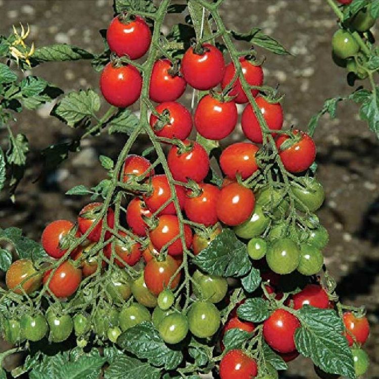 Seminte de legume Rosii Red Cherry F1