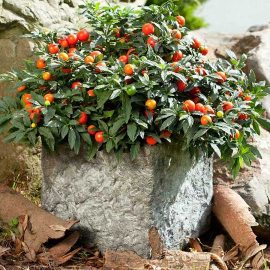 Seminte de flori Solanum Pseudocapiscum Jubilee Jerusalem Cherry New Paterson