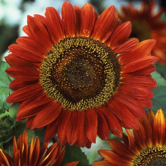 Seminte de flori Sunflower Evening Sun Helianthus Annuus