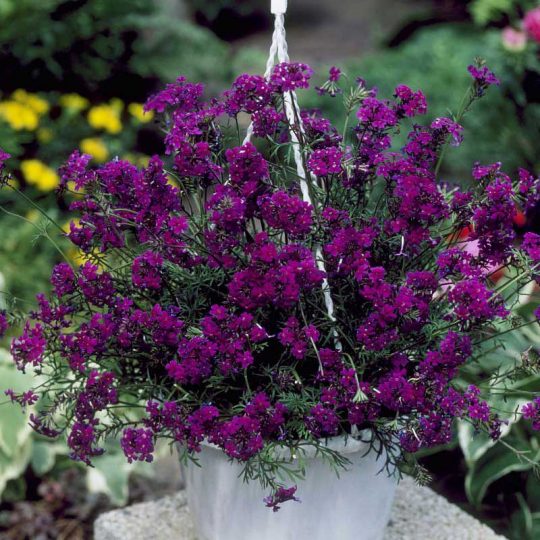Seminte de flori Verbena Imagination Violet