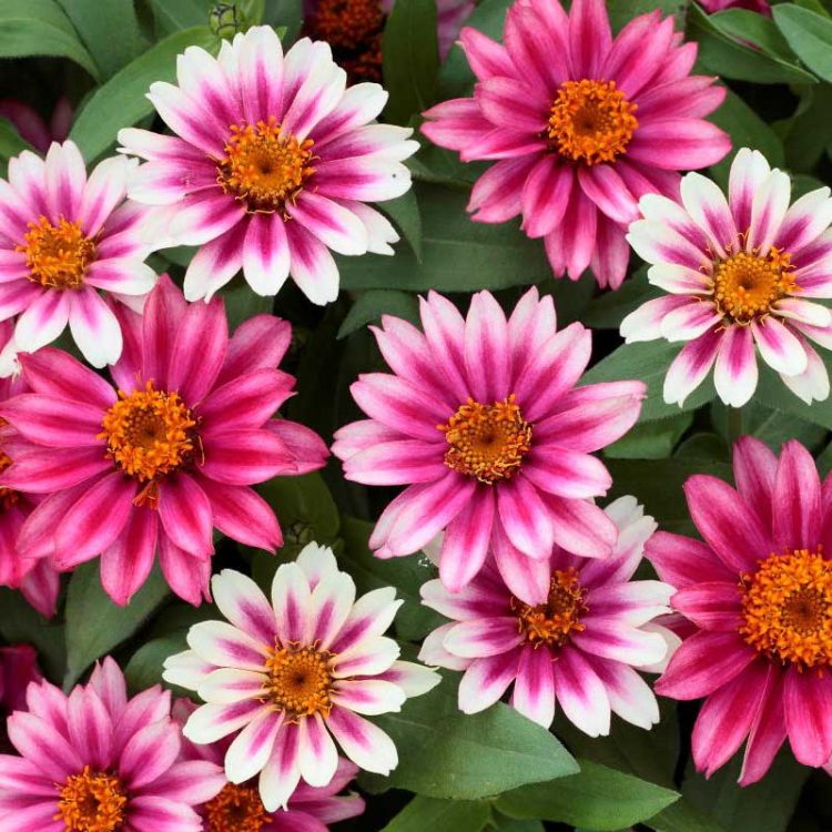 Semitne de flori hibride Zinnia Profusion F1 Cherry Bicolor