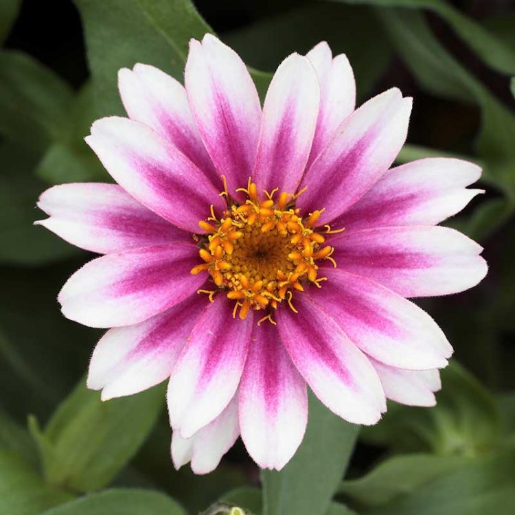 Semitne de flori hibride Zinnia Profusion F1 Cherry Bicolor