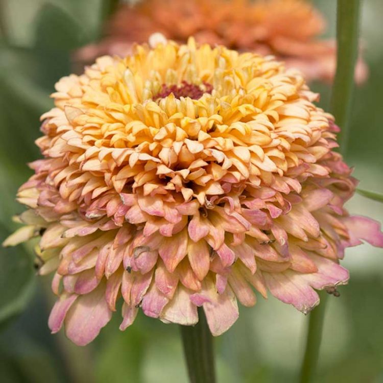 Seminte de Zinnia Zinderella Peach