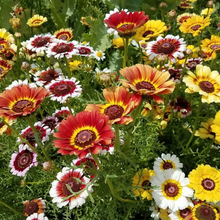 Seminte de flori Chrysanthemum Carinatum Mixed
