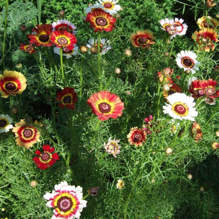 Seminte de flori Chrysanthemum Carinatum Mixed