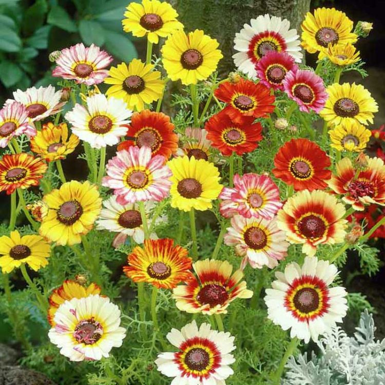 Seminte de flori Chrysanthemum Carinatum Mixed