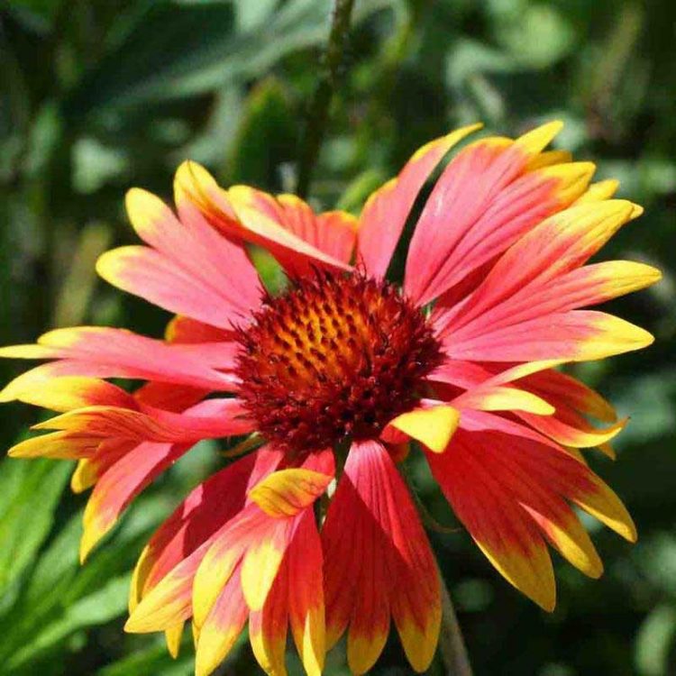 Seminte de flori Gaillardia Aristata Blanket Flower