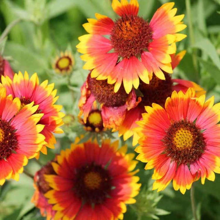 Seminte de flori Gaillardia Aristata Blanket Flower