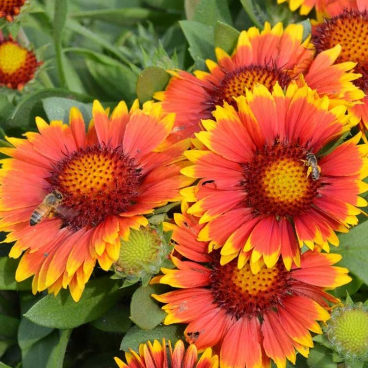 Seminte de flori Gaillardia Aristata Blanket Flower