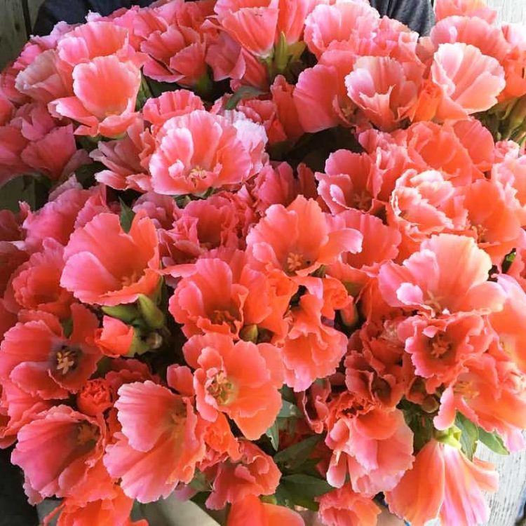 Seminte de flori Godetia Grandiflora Salmon Princess
