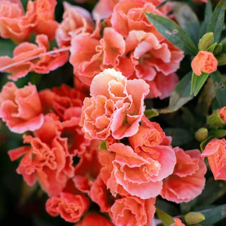 Seminte de flori Godetia Grandiflora Salmon Princess