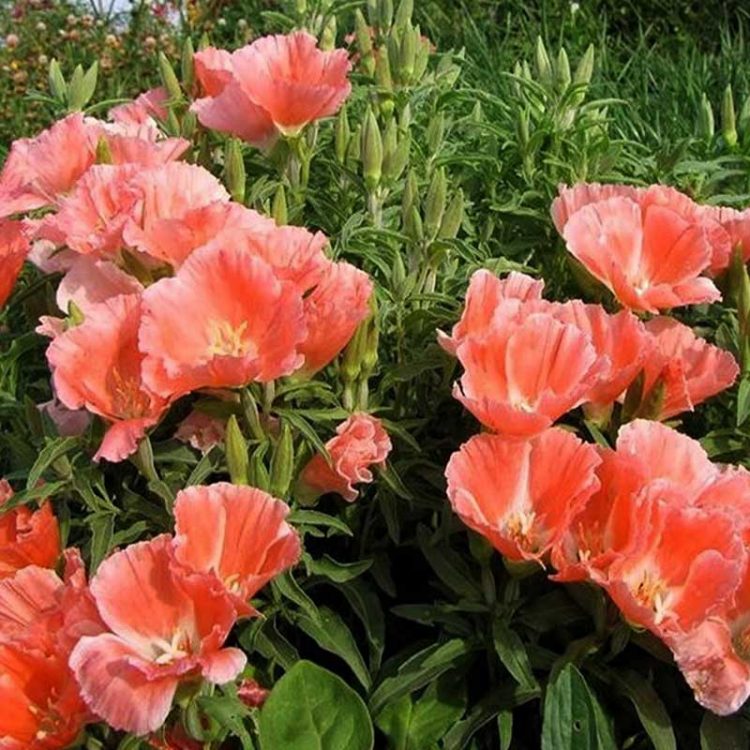 Seminte de flori Godetia Grandiflora Salmon Princess