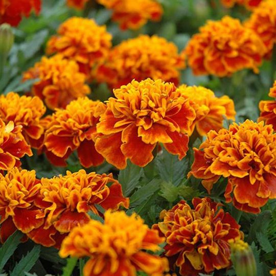 Seminte de flori Marigold French Carmen Tagetes Patula Nana