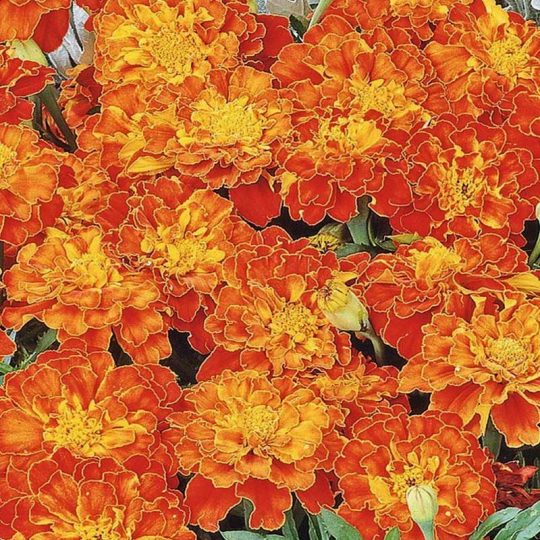 Seminte de flori Marigold French Carmen Tagetes Patula Nana