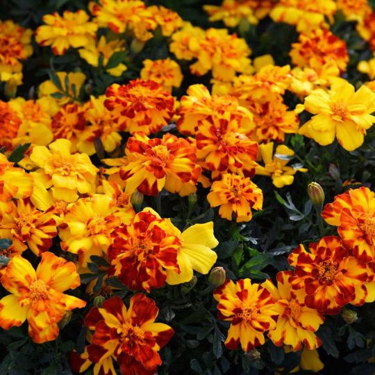 Seminte de flori Marigold French Tagetes Patula Durango Bolero