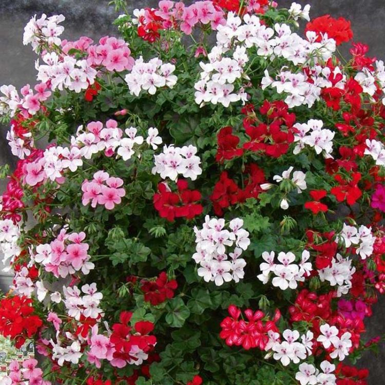 Seminte de flori Pelargonium Peltatum F2 Speedy Mixed