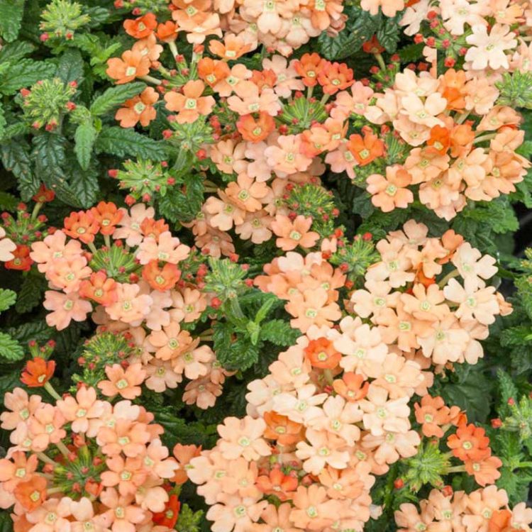 Seminte de flori Verbena Hybrida Nana Compacta Apricot