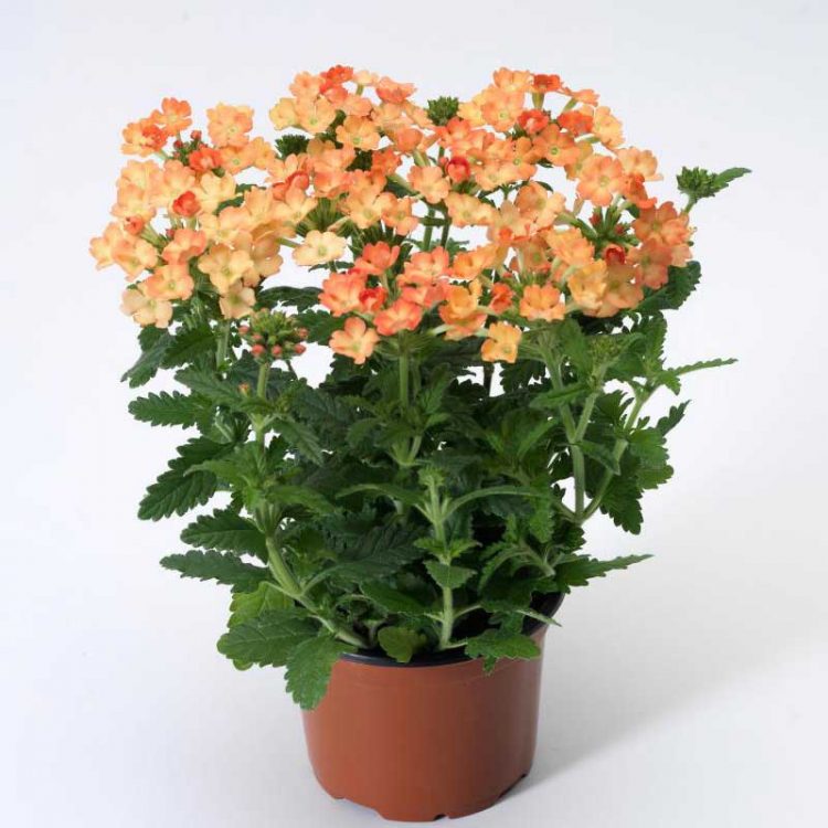 Seminte de flori Verbena Hybrida Nana Compacta Apricot