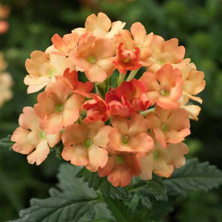 Seminte de flori Verbena Hybrida Nana Compacta Apricot