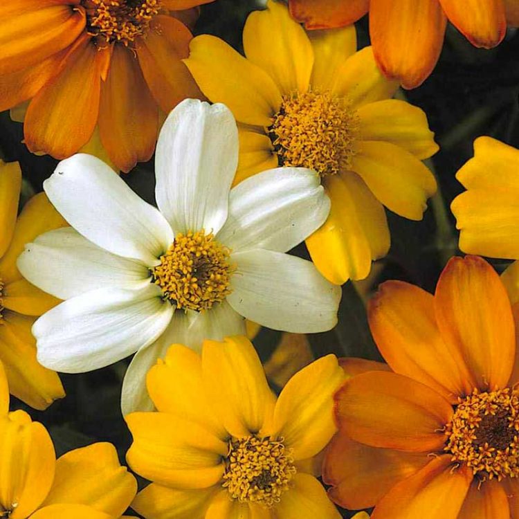 Seminte de flori Zinnia Star Starbright Mixed