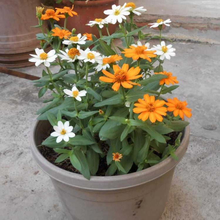 Seminte de flori Zinnia Star Starbright Mixed