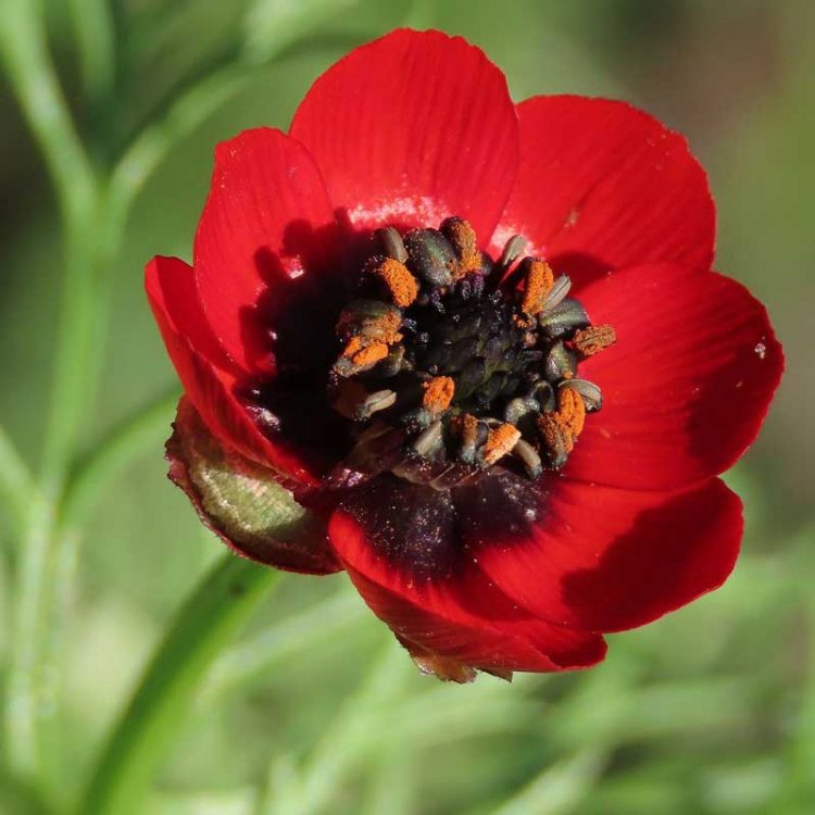 Seminte de flori Adonis Aestivalis Pheasant's Eye Red Flowering
