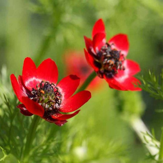 Seminte de flori Adonis Aestivalis Pheasant's Eye Red Flowering