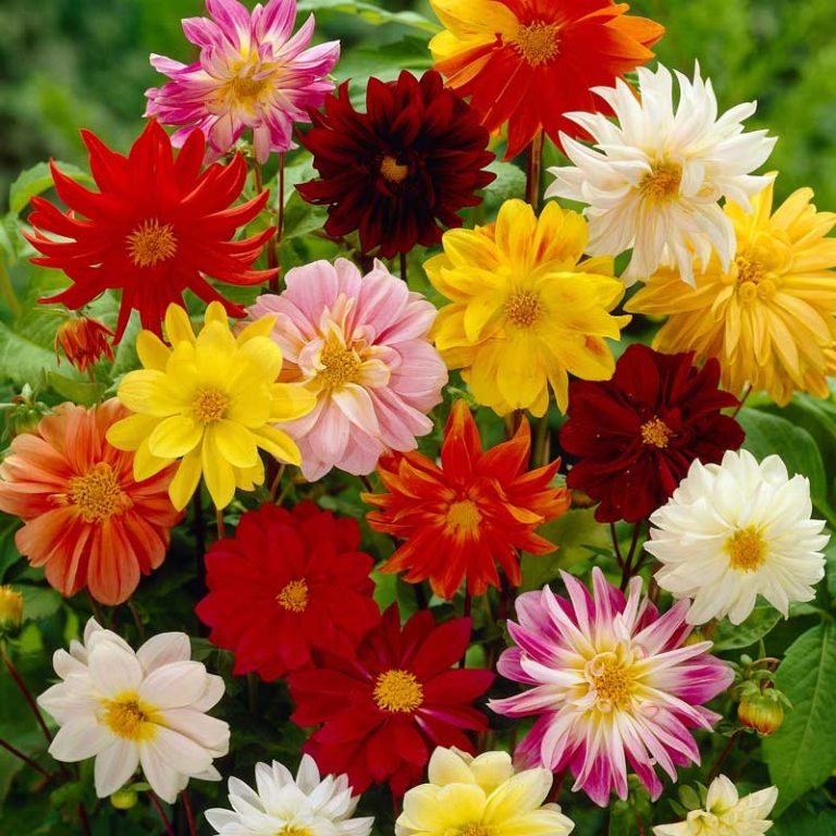 Seminte de Dalie Dahlia Variabilis Unwins Ideal Bedding Mixed