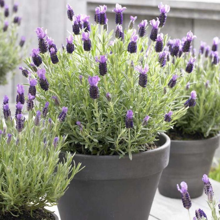 Seminte de flori Lavendula Stoechas French Lavender