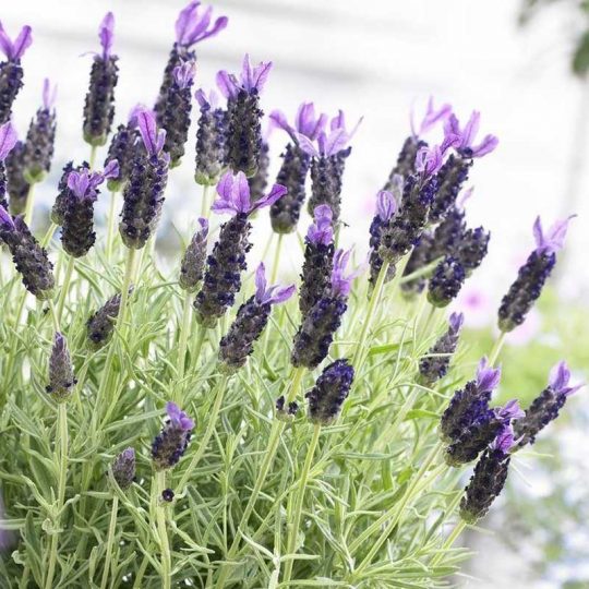 Seminte de flori Lavendula Stoechas French Lavender