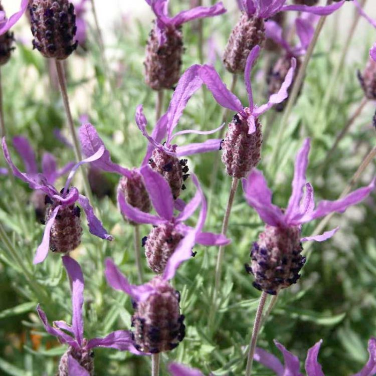 Seminte de flori Lavendula Stoechas French Lavender