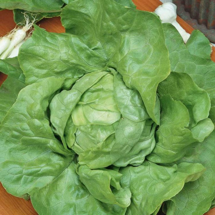 Seminte de legume Lettuce Butterhead Du Bon Jardinier
