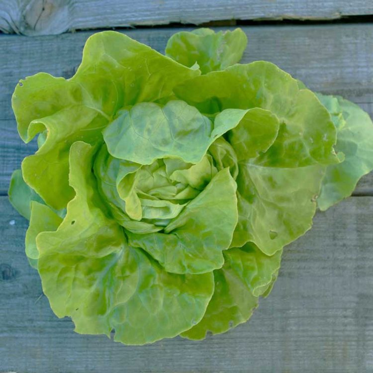 Seminte de legume Lettuce Butterhead Du Bon Jardinier