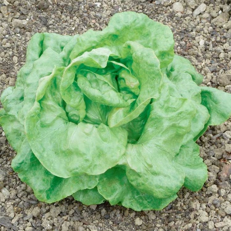 Seminte de legume Lettuce Butterhead Du Bon Jardinier