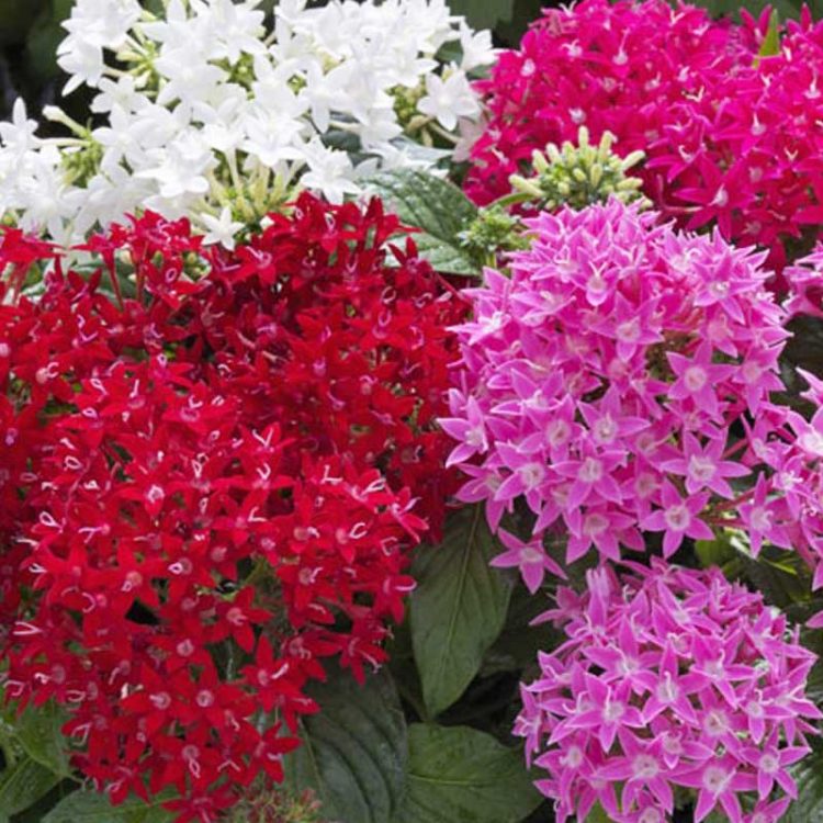 Seminte de flori Pentas Lanceolata Graffiti F1 Mix