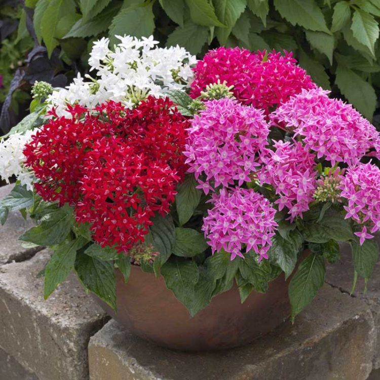 Seminte de flori Pentas Lanceolata Graffiti F1 Mix