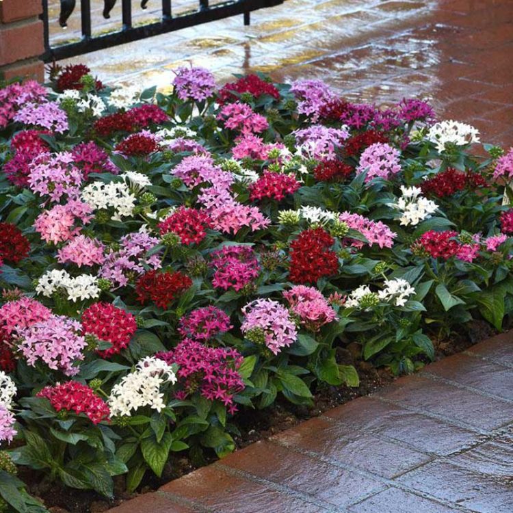 Seminte de flori Pentas Lanceolata Graffiti F1 Mix