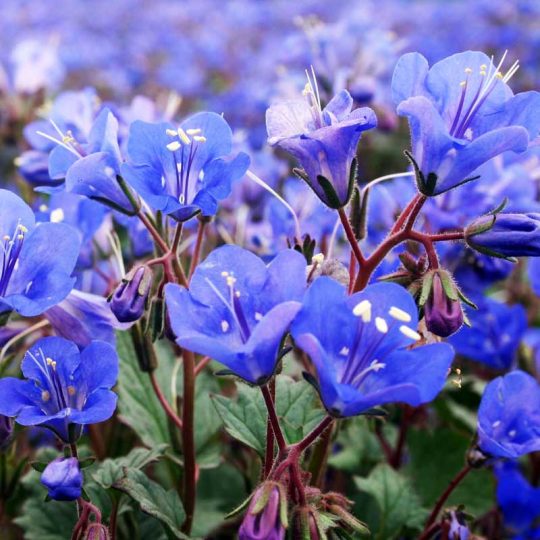 Seminte de flori Phacelia Campanularia California Bluebell