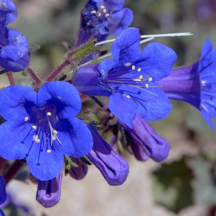 Seminte De Clopotel Californian Phacelia Campanularia California Bluebell