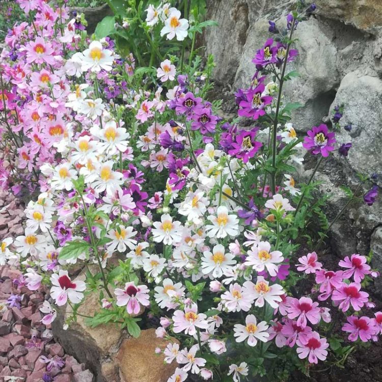 Seminte de flori Schizanthus Wisetonensis Angel Wings