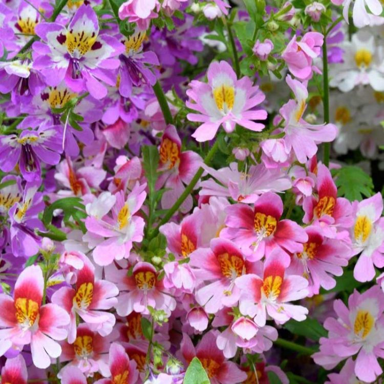 Seminte de flori Schizanthus Wisetonensis Angel Wings