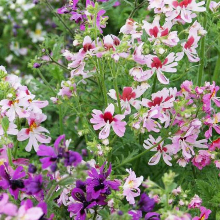 Seminte de flori Schizanthus Wisetonensis Angel Wings