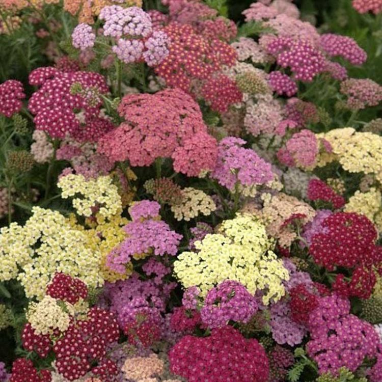 Seminte de flori Achillea Millefolium Summer Pastels F2