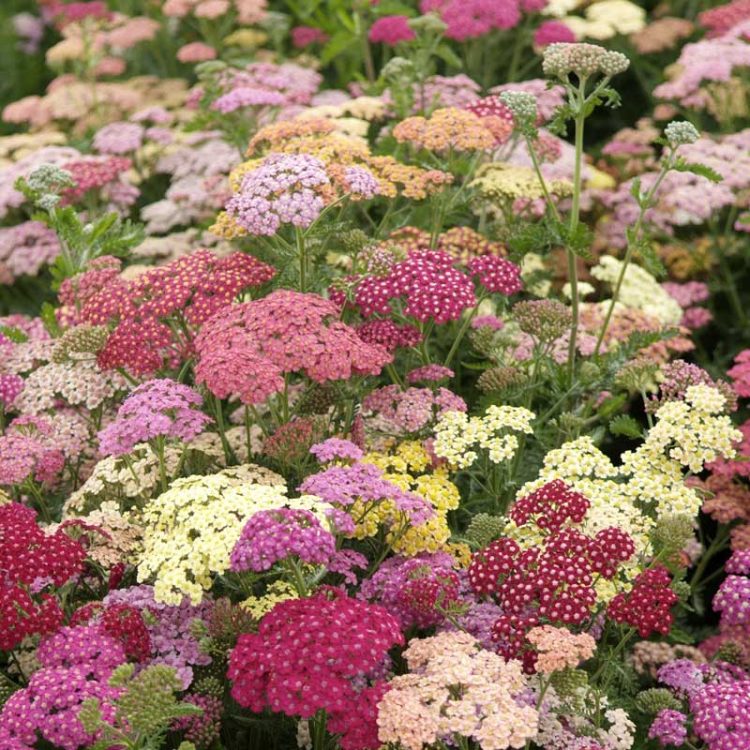 Seminte de flori Achillea Millefolium Summer Pastels F2