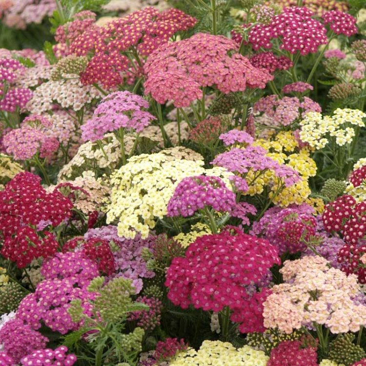 Seminte de flori Achillea Millefolium Summer Pastels F2