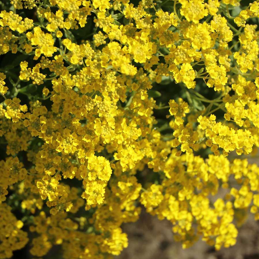 Seminte de flori Alyssum Saxatile Corbeille d'Or