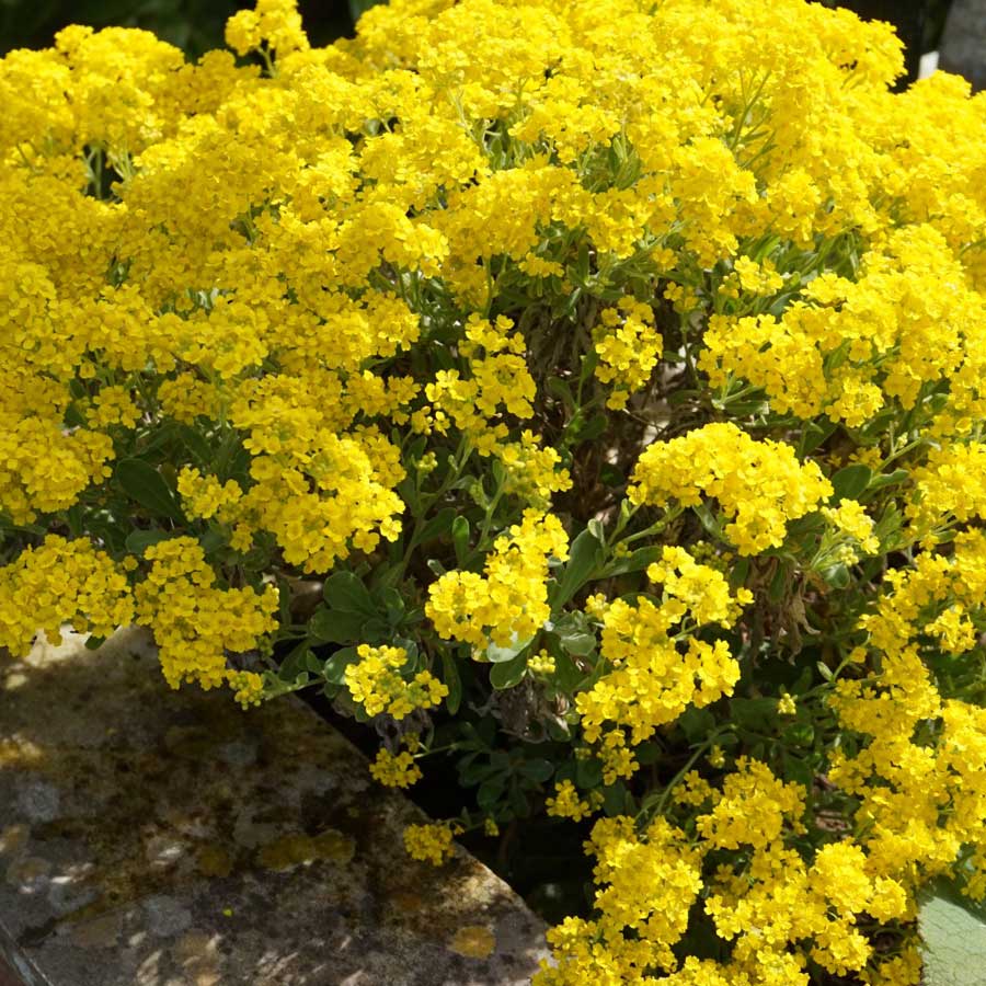 Seminte de flori Alyssum Saxatile Corbeille d'Or