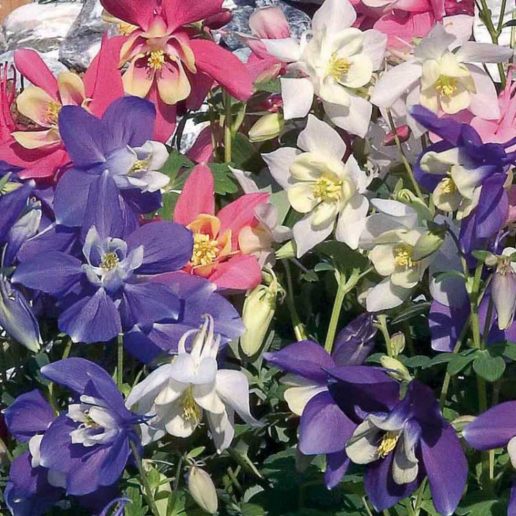 Seminte de flori Aquilegia Flabellata Spring Magic F1 Mix