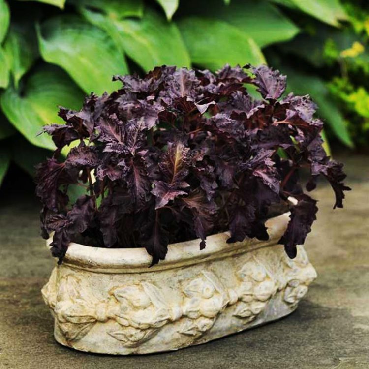 Seminte de plante aromatice Basil Purple Ruffles